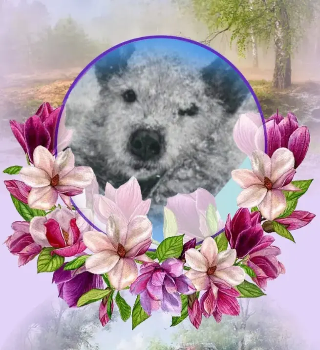 Condolence image of 6 miesięcy za tęczowym mostem🌈🕊
