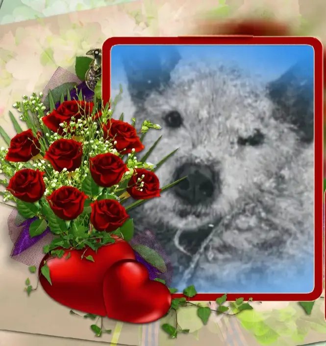 Condolence image of 🕊🤍7 miesięcy za tęczowym mostem🤍🕊