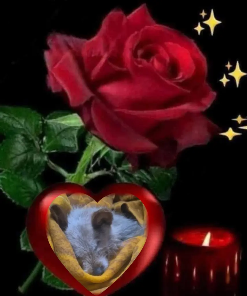 Condolence image of 𓂃🤍☆Dobranoc☆ 🤍𓂃kochana Śnieżynkoꨄ