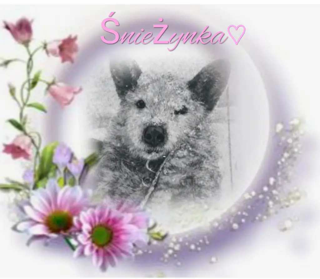 Condolence image of E&K mit Jackiꨄ für Śnieżynkaꨄ