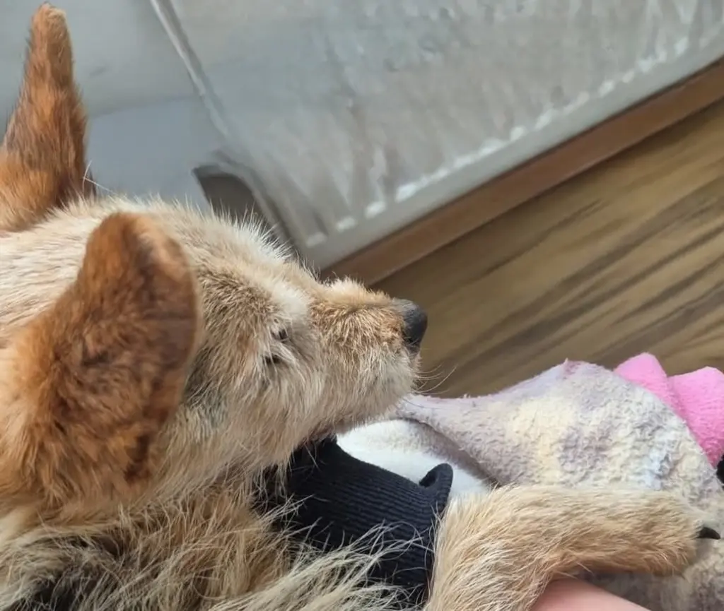 🌹♥️♥️🌹