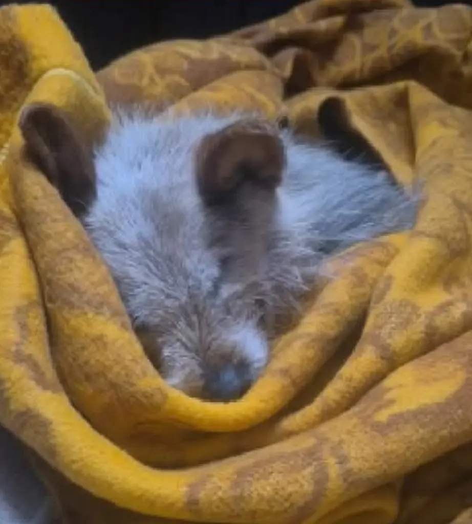 🌹♥️♥️🌹