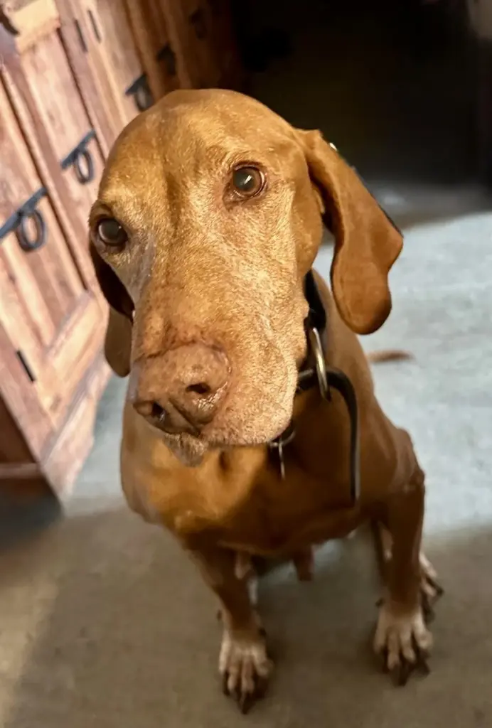 Image from Simba