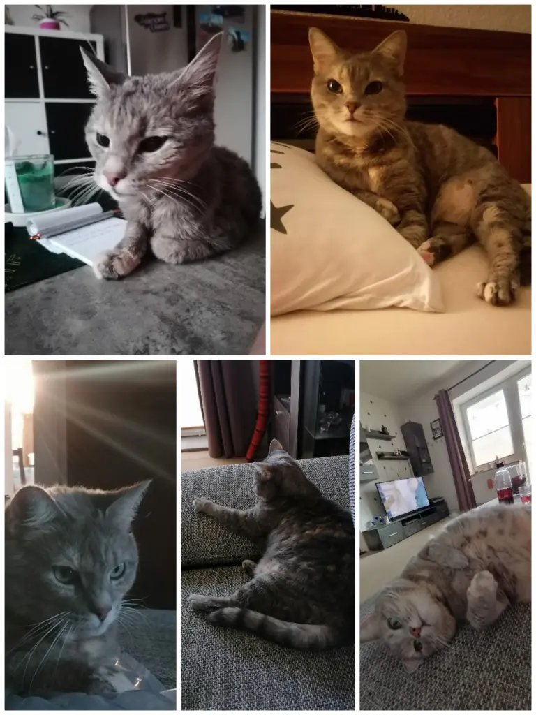 Image from Kitty