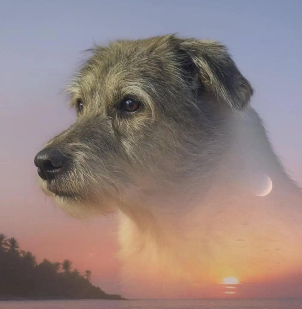 Bild von Mister Linus