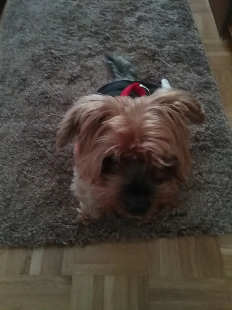 Image from Mickey