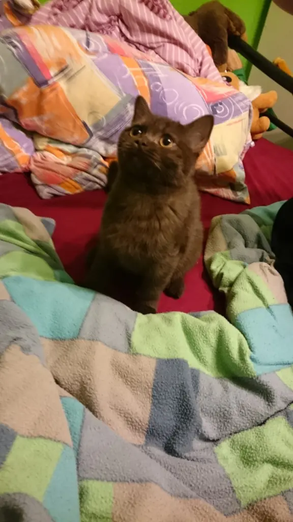 Bild von Charlie Loki♡