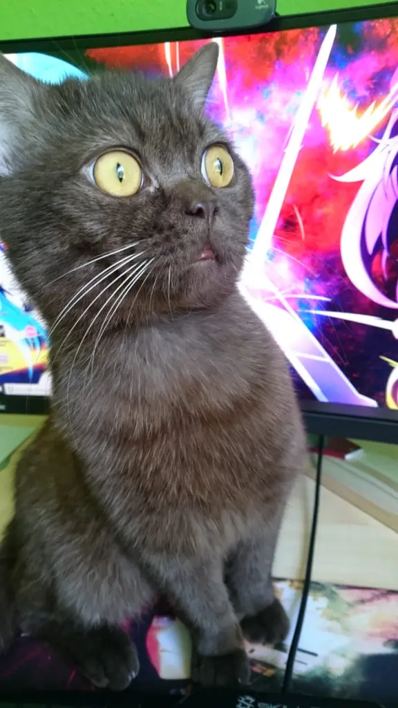 Ist es ein Vogel? Ist es ein Flugzeug? Nein, es ist Nyan Cat ^-^