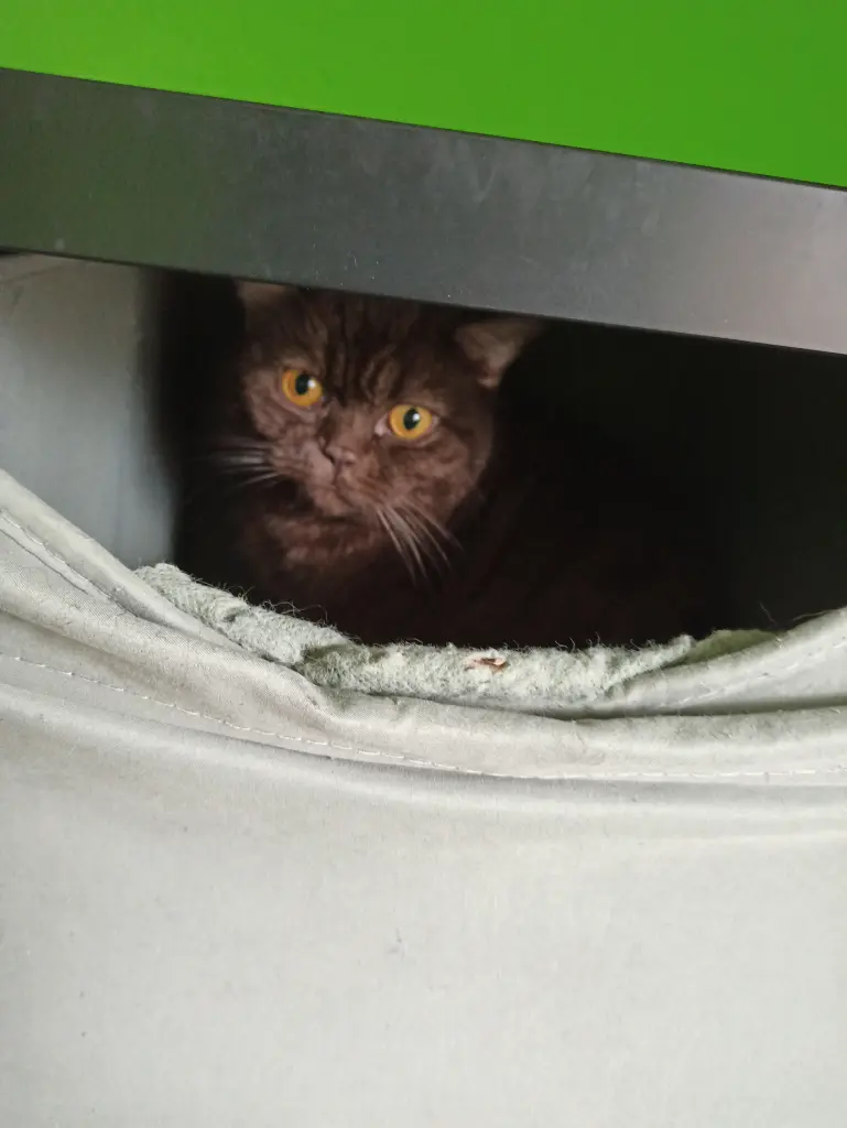 Schrödingers Box? Wohl eher Loki♡/Charlie♡'s Box :D