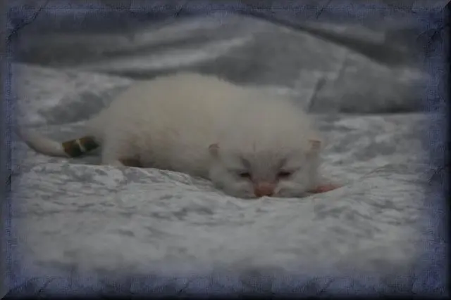 Image from Lemmy