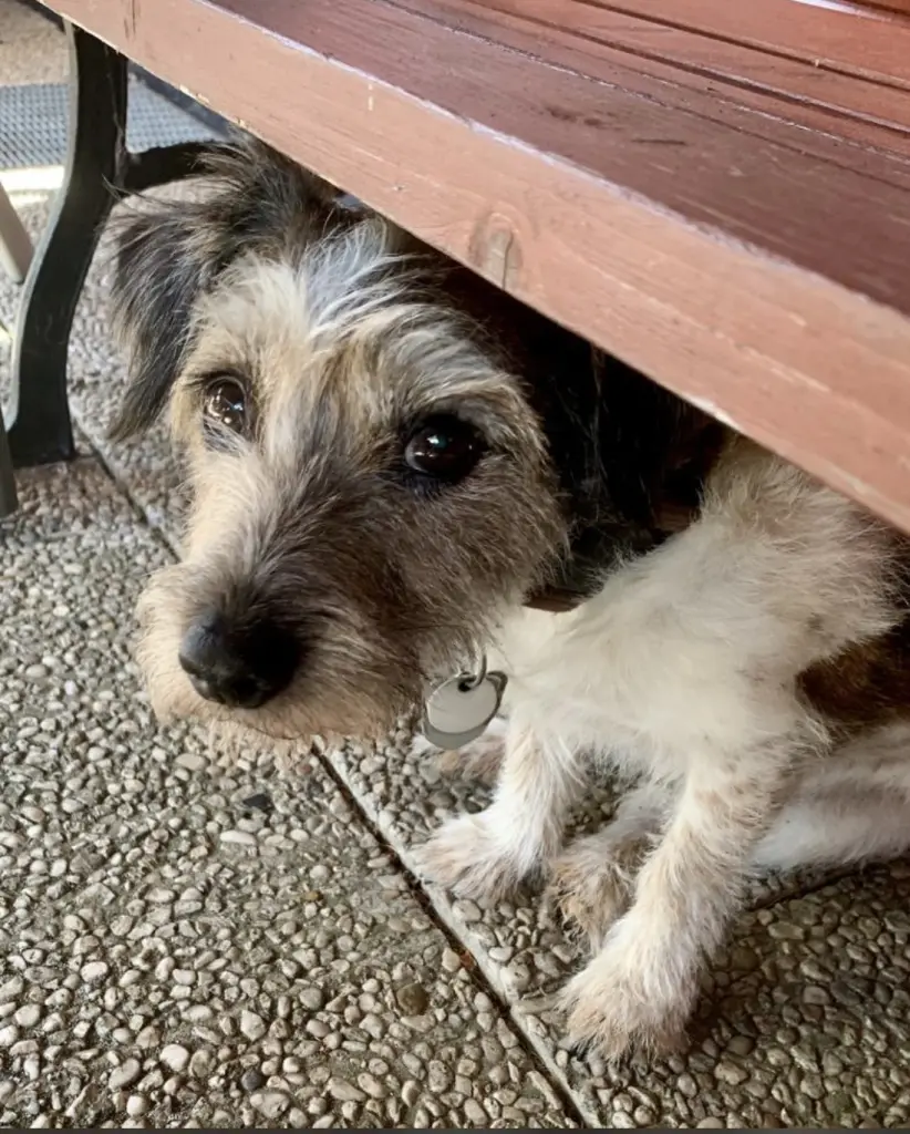 Bitte einen Keks 🍪 Frauchen