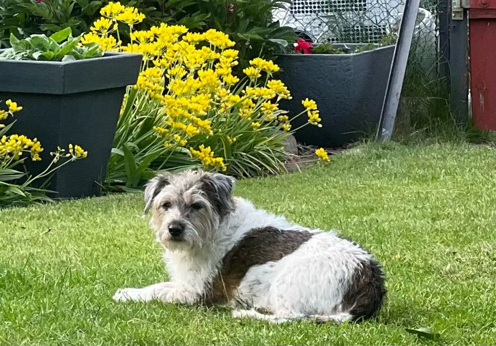 Vlt. darf ich jetzt auch wieder ohne Schmerzen auf einer grünen Wiese liegen 🌺🌸