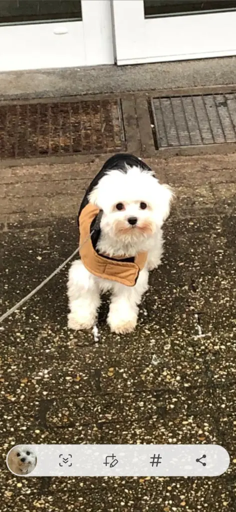 Andachtsbild von Nicole