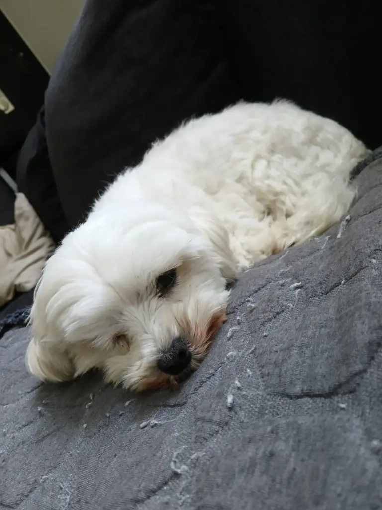 Andachtsbild von Günter