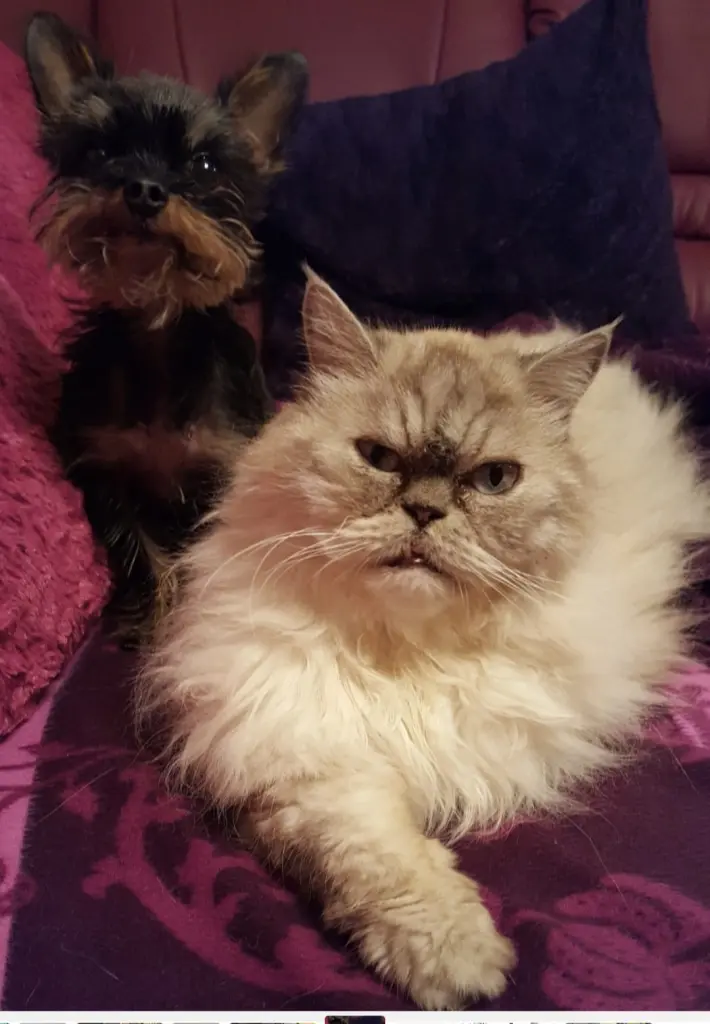 Andachtsbild von Irmi mit Teddy und Gucci im