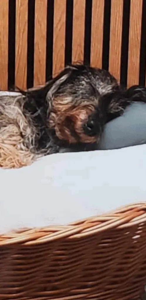 Condolence image of Jutta Böker