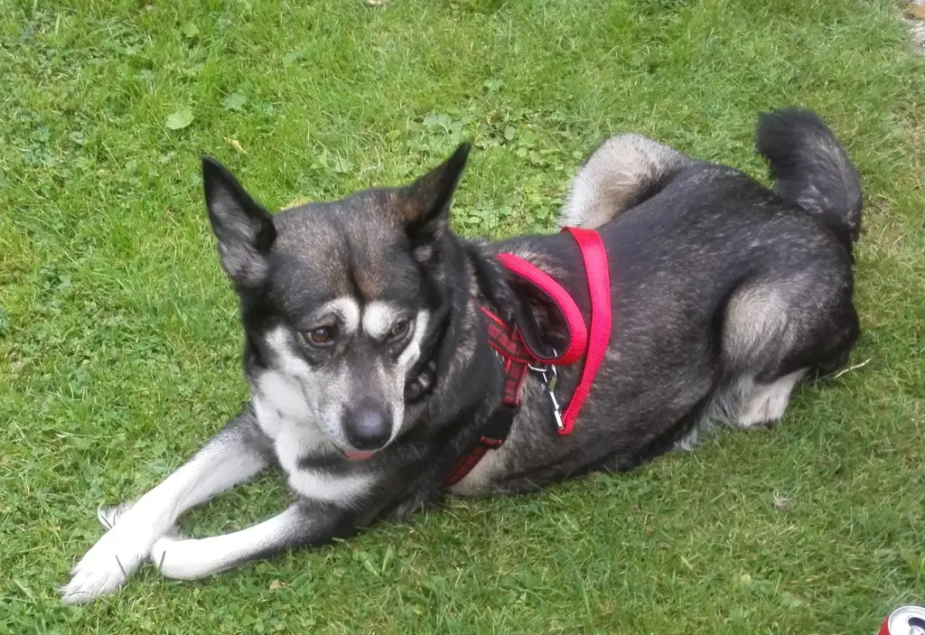 Image from Laika