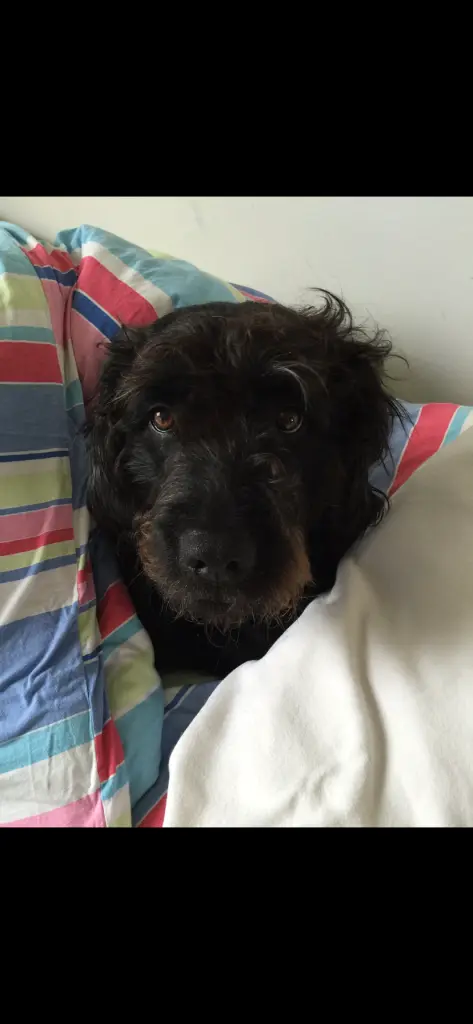 Andachtsbild von Rosa und Jürgen Dominguez Töter