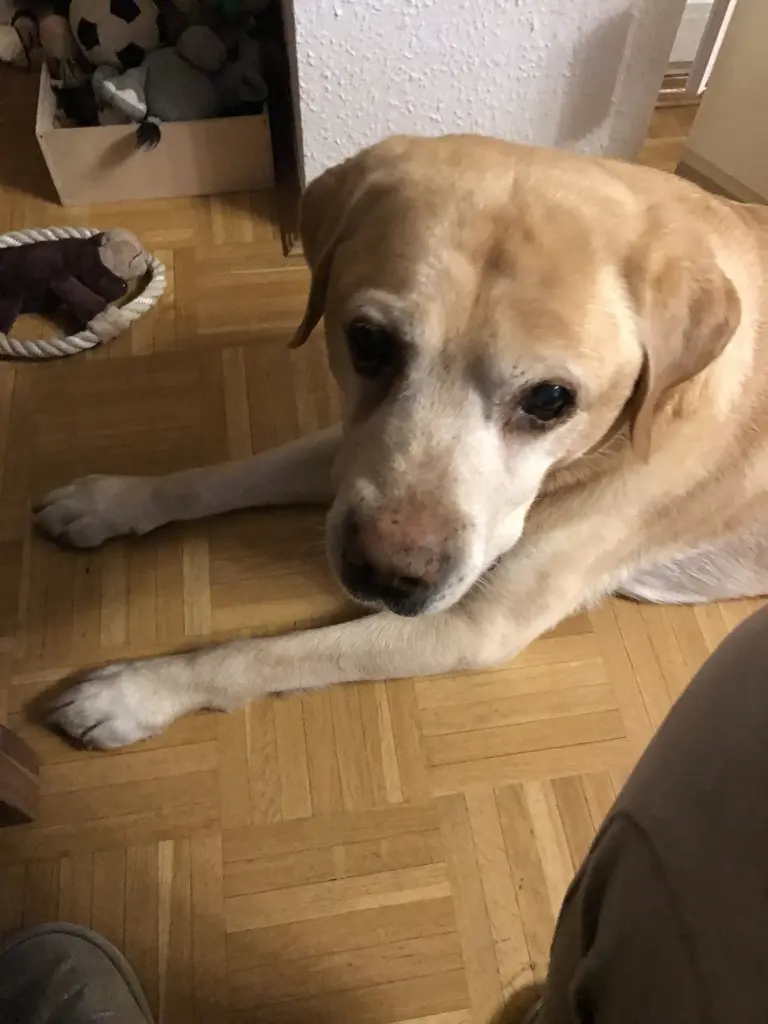 Condolence image of Elzbieta mit Max im Herzen 