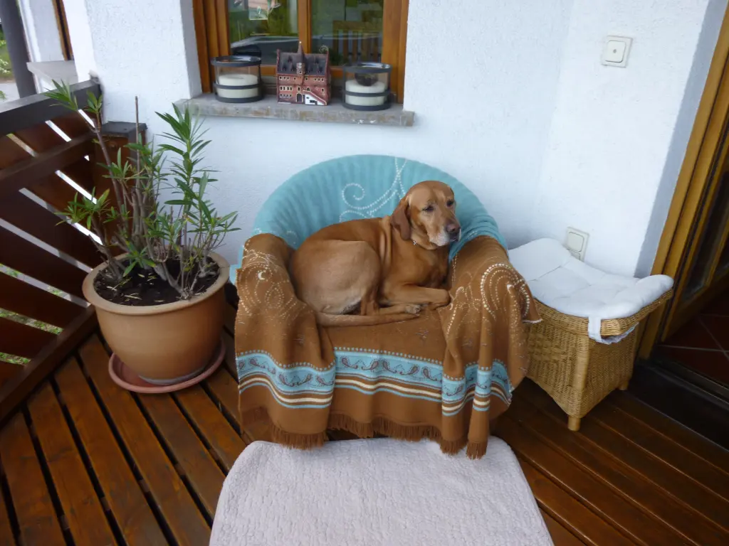 Image from Boomer