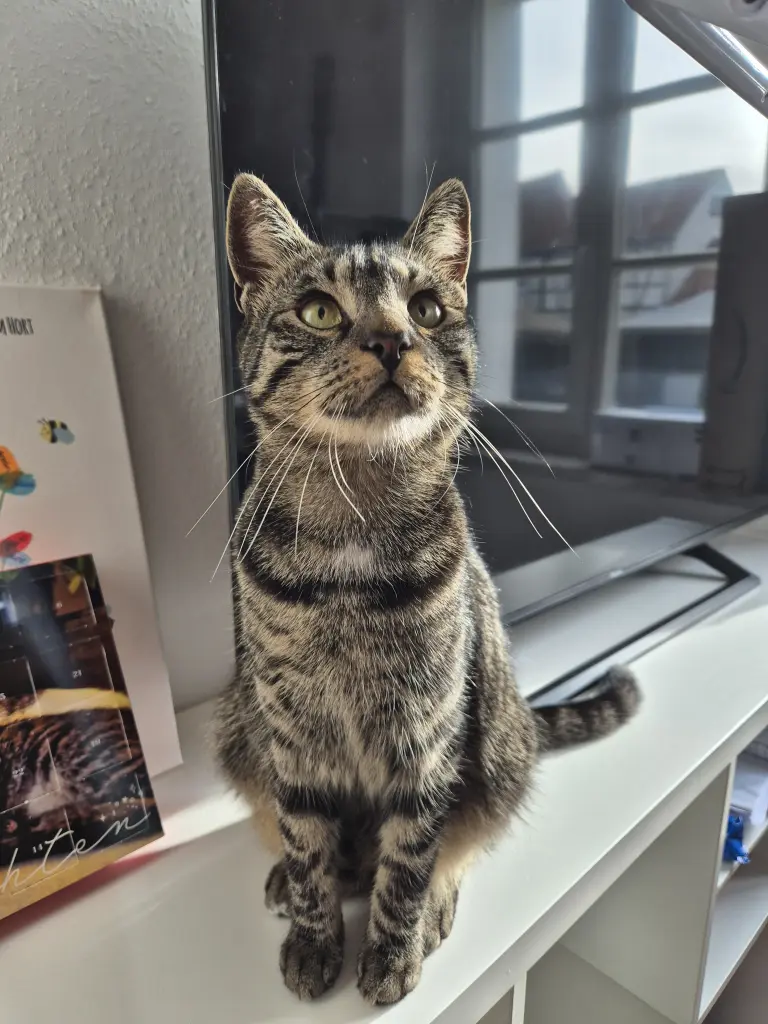 Image from Balu