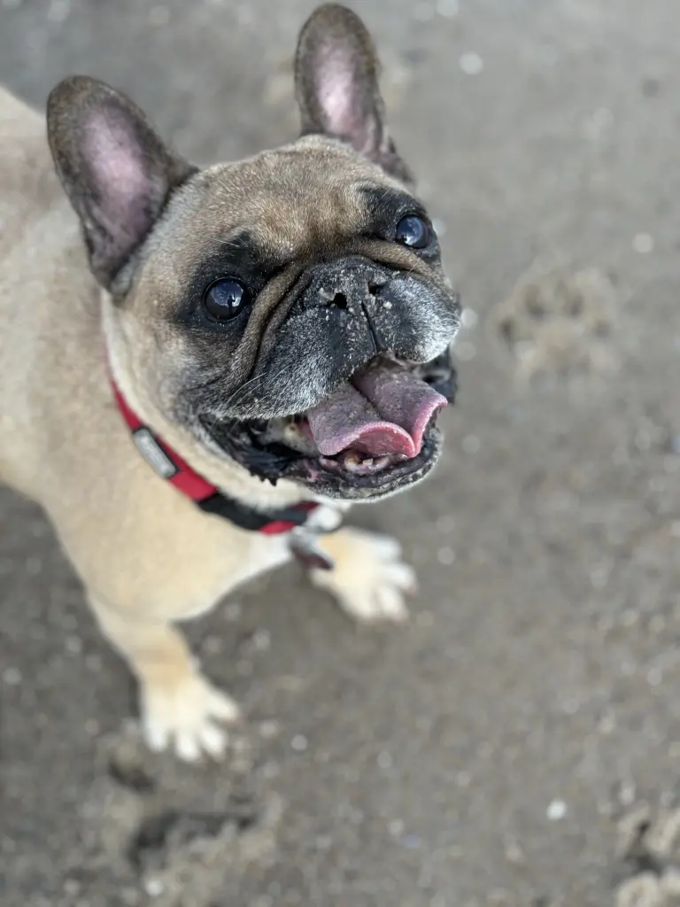 Image from Bailey