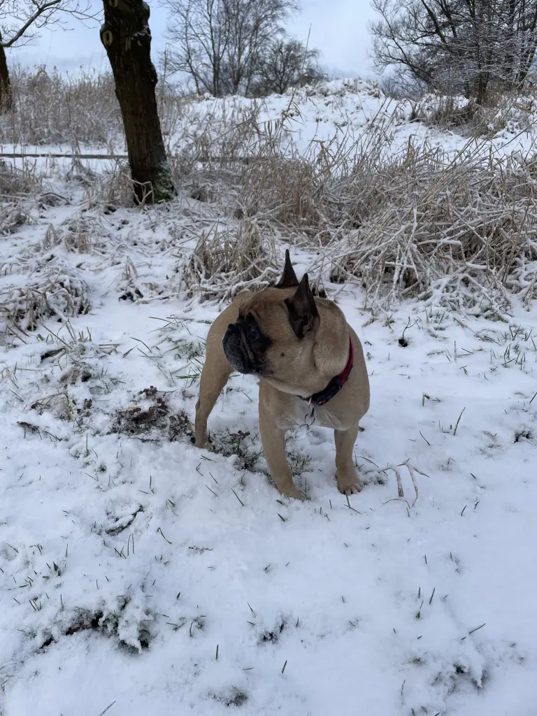 Image from Bailey