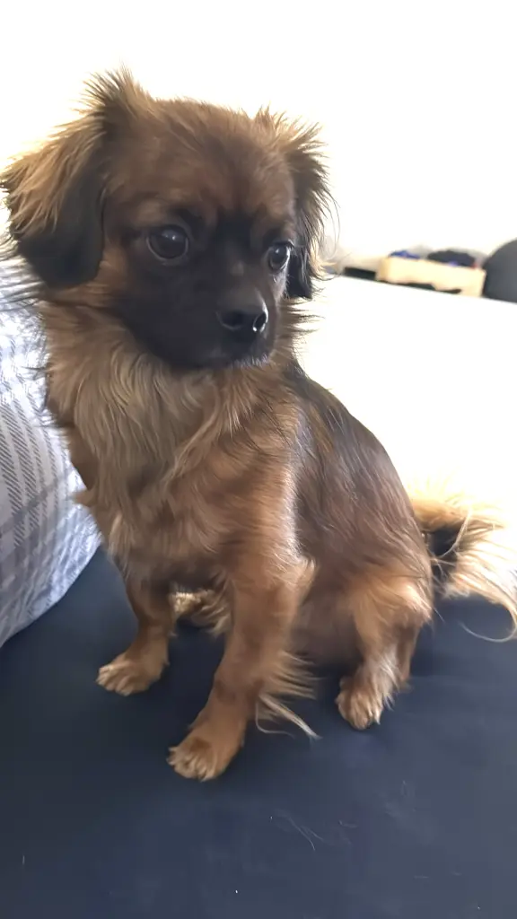 Image from Toto