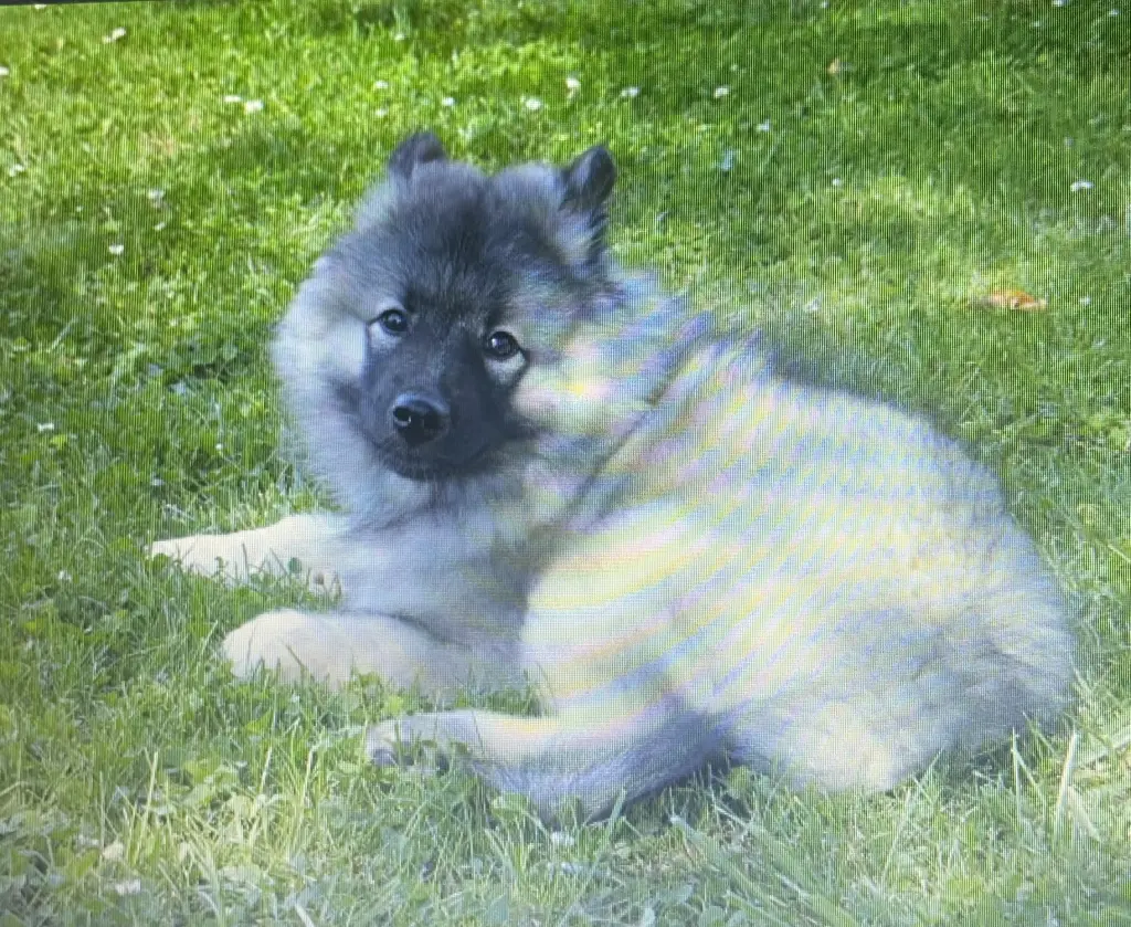 Image from Balou