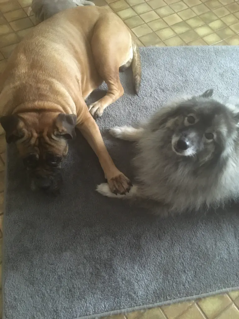 Image from Balou