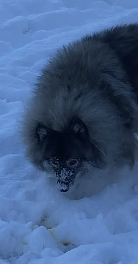 Image from Balou