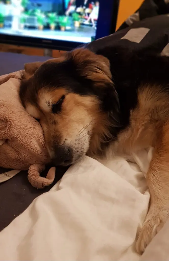 Andachtsbild von Katharina