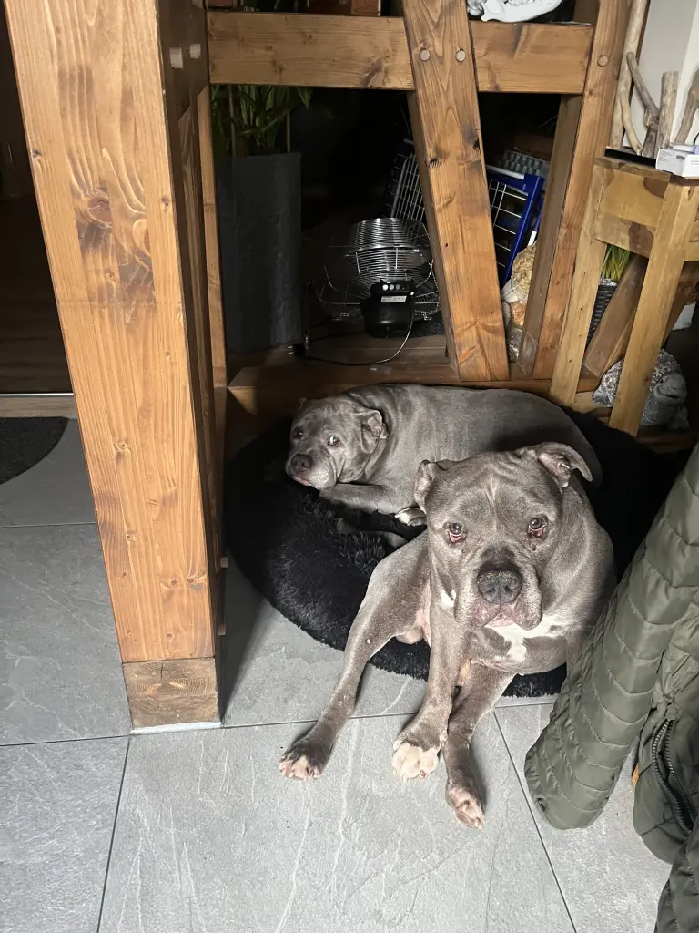 Nashi mit seinem kleinen Bruder Diesel