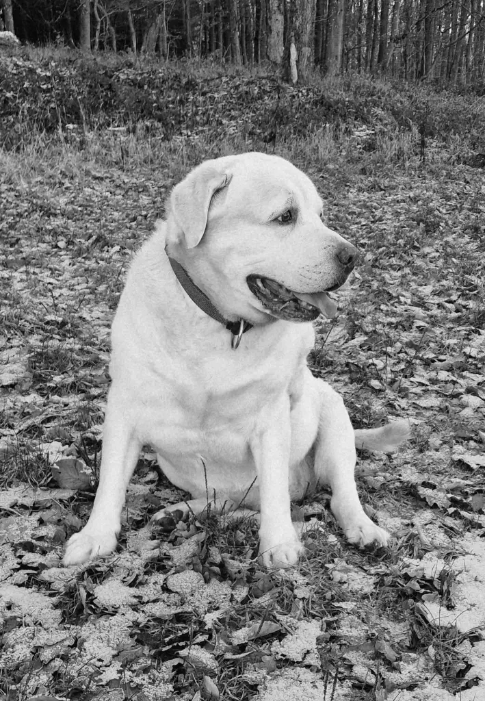 Image from Balou