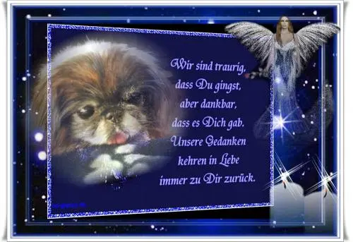 Image from meinen Seelen- und Herzenshund Sina-Engelchen