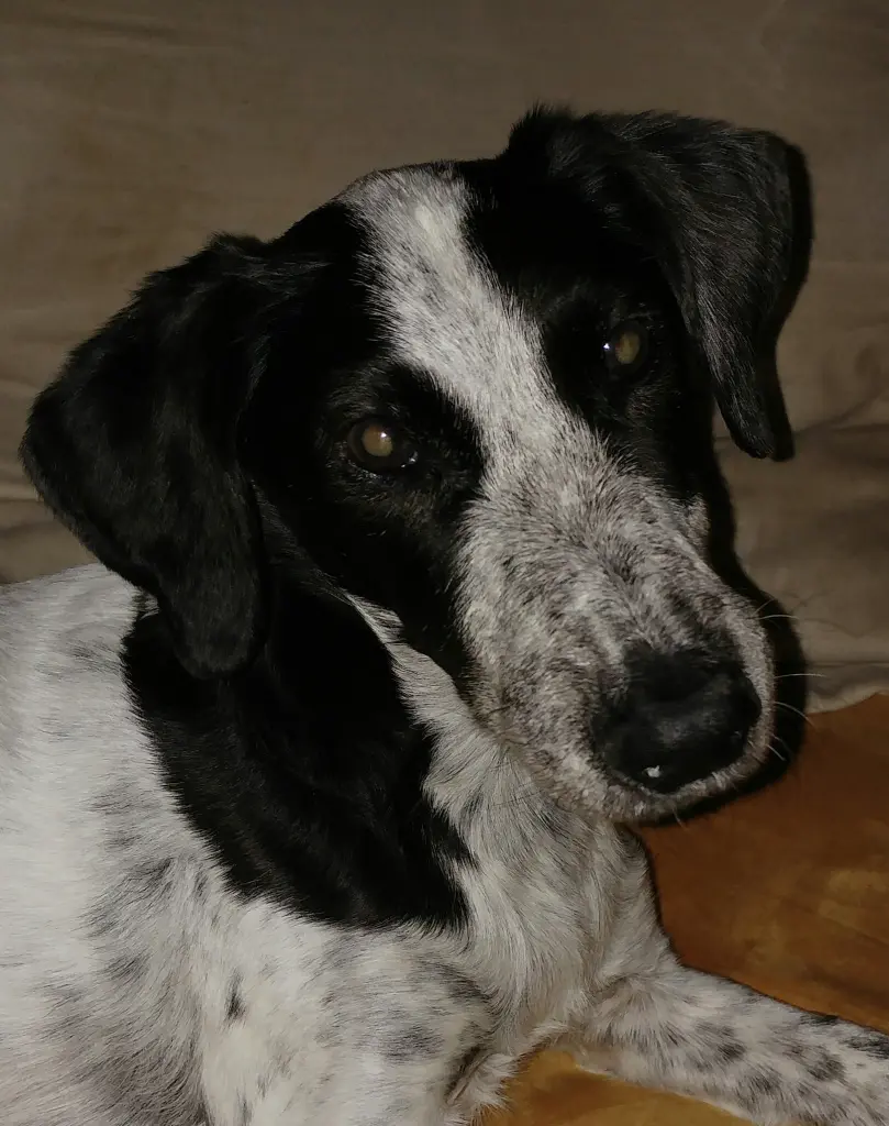 Image from Füsti