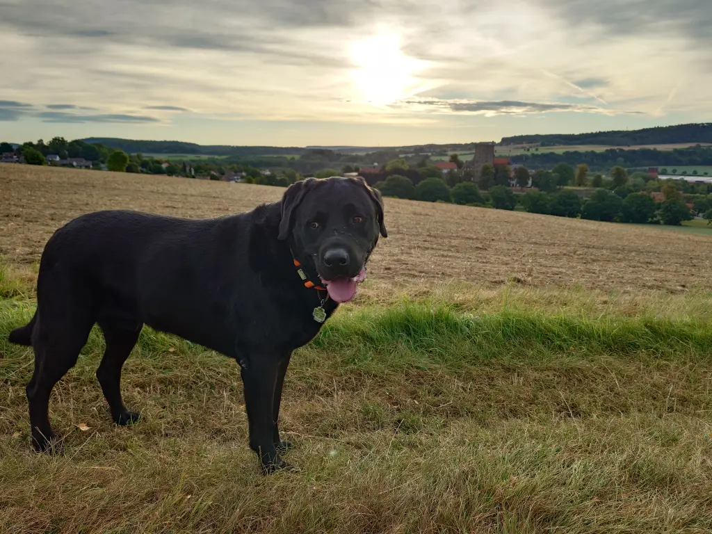 Bild von Don