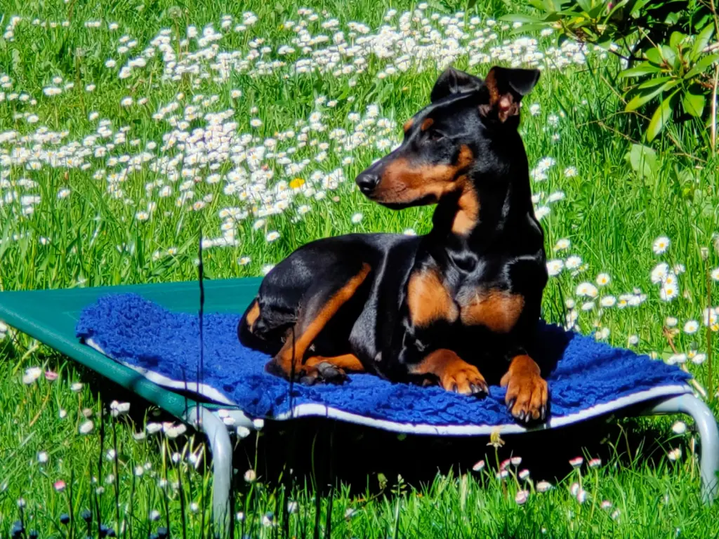 Sunny im Garten