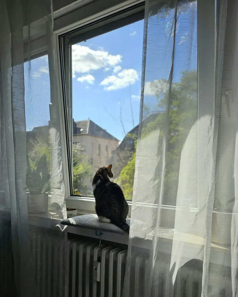 Image from Peach