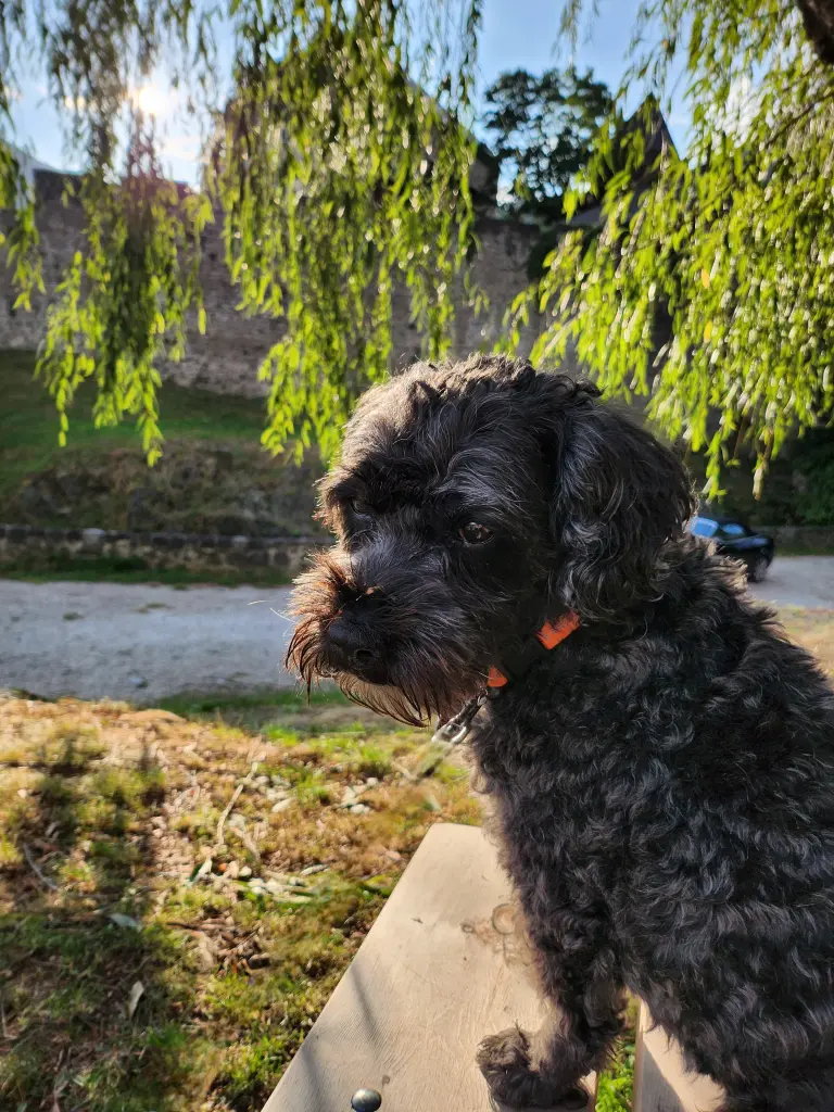 Andachtsbild von Tanja