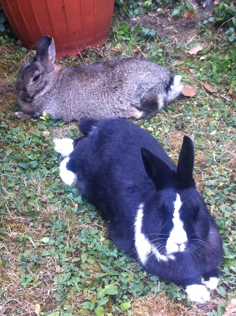 Condolence image of Drina mit Jasper im Herzen