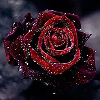 Condolence image of USCHI !!!