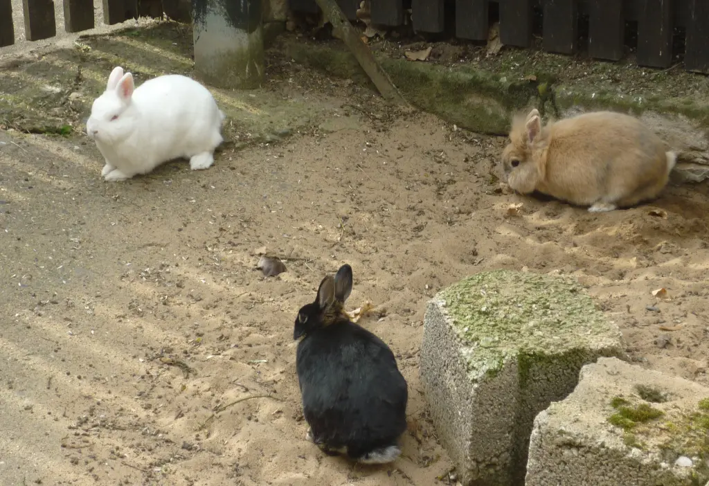 Image from Stupsi und Lenny und Penny