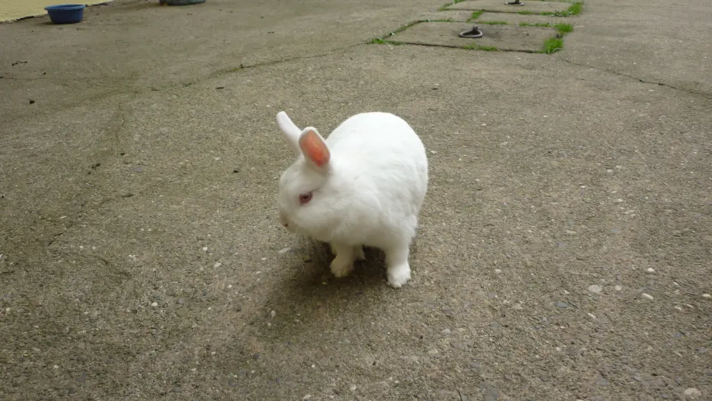 Image from Stupsi und Lenny und Penny