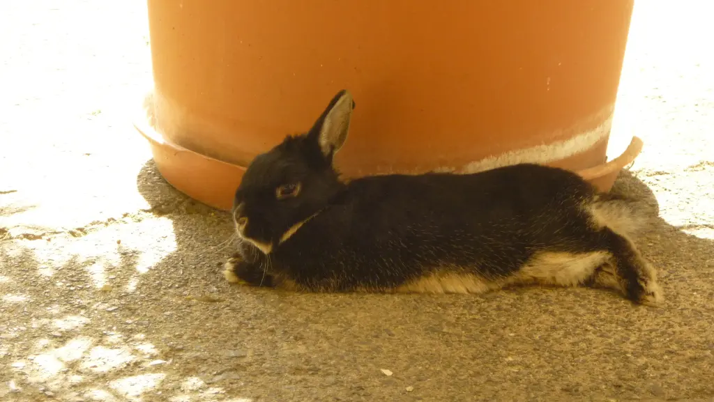 Image from Stupsi und Lenny und Penny
