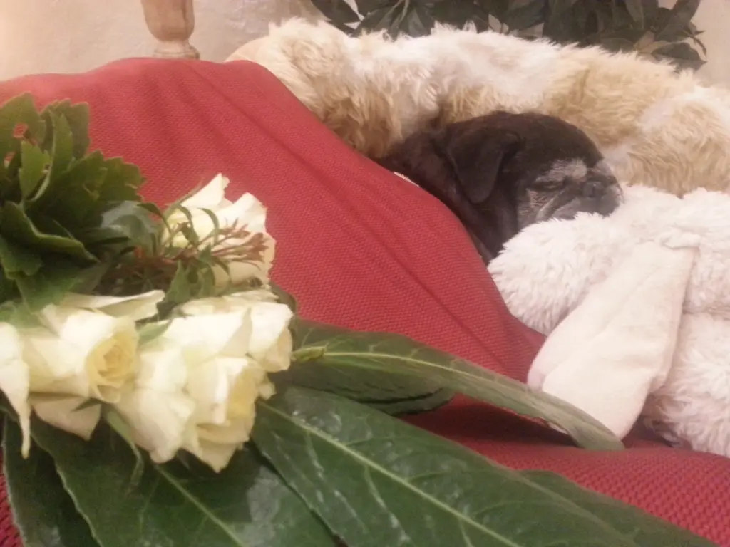 Condolence image of Cornelia mit Bruno& Barni im Herzen