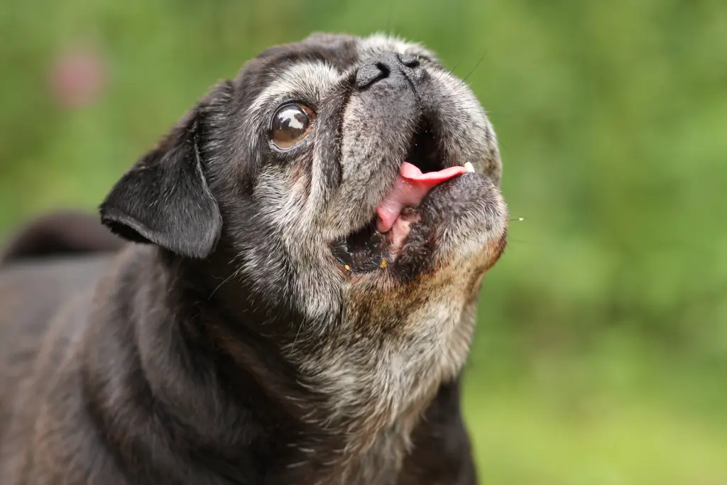 Image from Barni