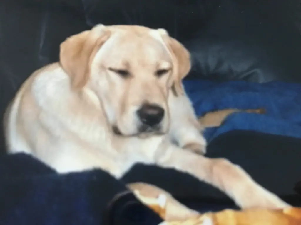 Condolence image of Elzbieta mit Max im Herzen 