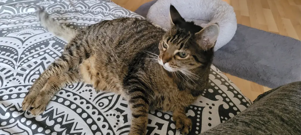 Bild von Ringelsocke