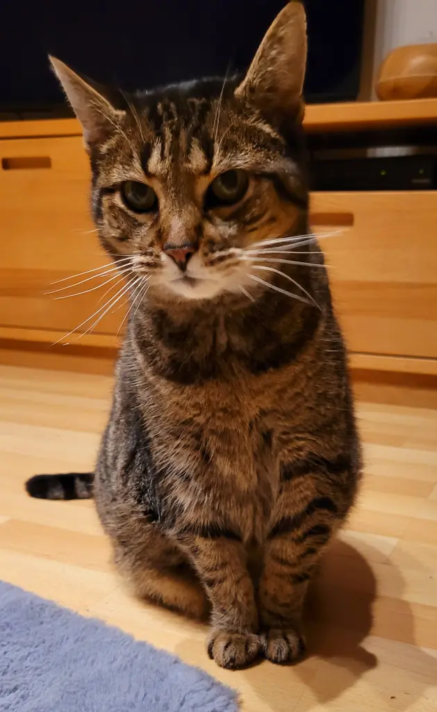 Bild von Ringelsocke